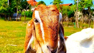 beautiful goats, goat farming | THE MOST EXPENSIVE GOAT IN OUR VILLAGE