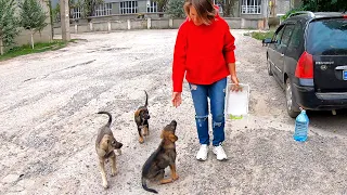 Stray Puppies won't Stop Wagging their Tails when Someone Came Along