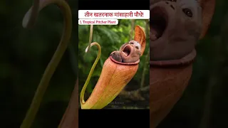 तीन खतरनाक मांसाहारी पौधे। Dangerous Carnivorous Plants #shorts