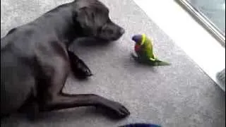 Rainbow Lorikeet and Dog Playing