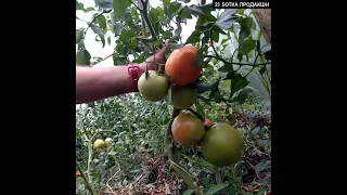 Выращивание томатов в теплице, в первый раз. Шок, урожай помидоров....