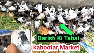 258 ) Kabootar Mandi Kallar Syedan | Latest Update High Flying Pigeon Market Price | 1/5/2024 !