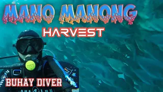 Harvesting of stock 3 (Mano manong harvest gamit ang lambat) | Divertech tv