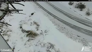 Hellgate Ospreys Hellgate Canyon, MT  12 27 18  Really alot of snow today