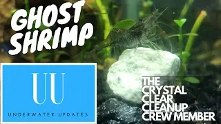 Keeping Ghost Shrimp - CARE, TEMPERATURE, TANK SIZE and MORE!!