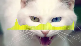 ANGRY CAT RINGTONE Angry Cat - Ringtone shorts