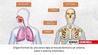 L'organizzazione del corpo umano