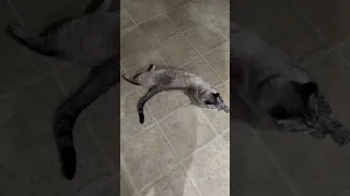 Lynx point Siamese.. never thought you could teach a cat to rollover!