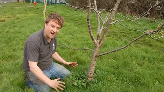 Young Tree Aftercare - Bark damage