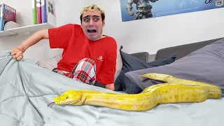 TROVIAMO un SERPENTE nella nostra STANZA DA LETTO…😱🐍