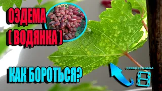 ОЭДЕМА (ВОДЯНКА) - БОЛЕЗНЬ САЖЕНЦЕВ ВИНОГРАДА И ВИНОГРАДА В ТЕПЛИЦЕ. СЕВЕРНЫЙ ВИНОГРАДНИК 22-11