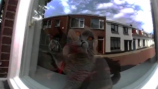 Cat (360° Video) 🐱