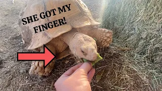 Feeding Tortoises a Cactus Pad! I GOT BIT! + Story Behind Damia (UNCUT)