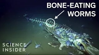 The Creepy Creatures That Feast On Dead Whales