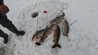 31.12.23 опять сазан рвет, всех с новым годом