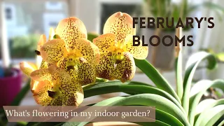 What's Flowering in my indoor Garden? | February's orchid blooms