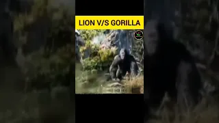 Gorilla v/s Lion #shorts #facts #youtubeshorts