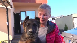 😊Весёлый щенок Немецкой овчарки. Funny puppy German Shepherd.