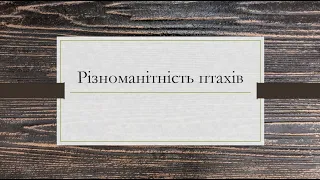 Відео-урок "Різноманітність птахів". Біологія 7 клас.