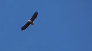 Орлан белохвост парит в небесах. White-tailed eagle soars in the sky