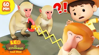 🐵 ¡Mundo de los Primates! 🦍 ¡Mono, Gorila, Orangután y más! | Leo, El Explorador | Animación Niños