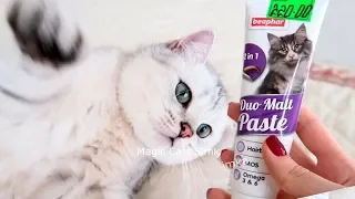 Magic cats пробует пасту для выведения шерсти КОТЫ 2019 Котик Симка #Magicpets