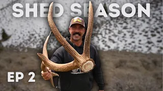 First Brown Elk Sheds Of The Year!! - 2023 SHED SEASON EP. 2