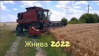 Жнива 2022 пшениця Колонія