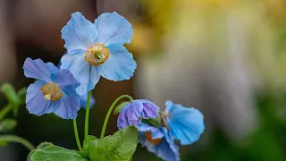 How Do We Grow the Rare Blue Poppy?