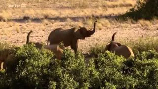 les éléphants du desert documentaire ARTE 2014