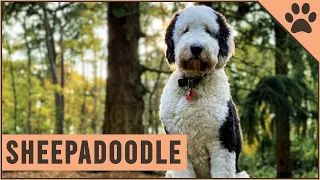 Sheepadoodle - Mix of Poodle and Old English Sheepdog