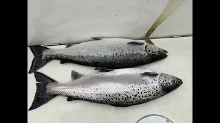 A Good Day Salmon trolling on Vättern—Big Salmon--