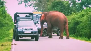 කතරගම බුත්තල පාරේ මාර්ග බාධකය යාල රාජා#Yala Raja road block on Kataragama Buttala road#srilanka