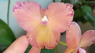 Перестановка к лету. Роспуски продолжаются, орхидеи фаленопсис с названиями.