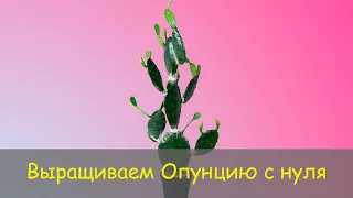 Выращиваем Опунцию дома // Planting Opuntia at home // Опунция из семян