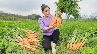 Single girl: Harvest Carrots to sell - Preparing dishes from Carrots & Animal care | Trieu Mai Huong