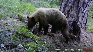 Видео-загадка - Сколько медведей в этом ролике?