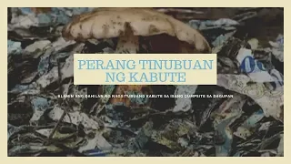 Perang Tinubuan ng Kabute | Kapuso Mo, Jessica Soho