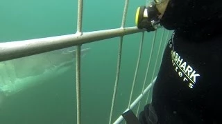 Seal Island - Great White Shark Cage Diving