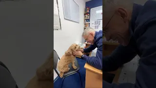 Пятничное ми-ми-ми 🐩Ничего милее вы сегодня уже не увидите😍