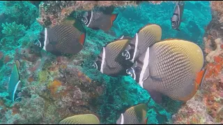 DIVING IN THE INDIAN OCEAN    A 90 MINUTE UNDERWATER RELAXATION VIDEO