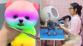 Tik Tok 2023 Chó Phốc Sóc Mini 😍 Funny and Cute Pomeranian 😺🐶 | cute animals421