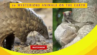 Top 20 Mysterious Animals That Have Rarely Been Seen