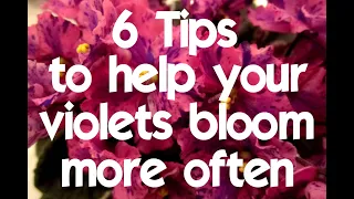 6 tips to help your african violets bloom more often