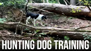 Hunting Dog Training