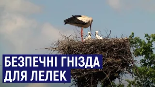 У Житомирській області на електроопорах облаштовують безпечні гнізда для лелек
