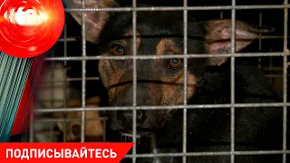 Убийство пенсионера прохожим! Трижды пыталась убить мужа! Вербовка для секс-услуг в Африке 13.05.22