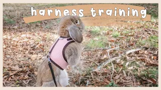 How To Harness Train Your Rabbit