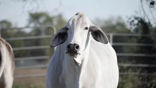 BRC Ranch: The Modern Brahman