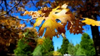 Autumn In Crestline California